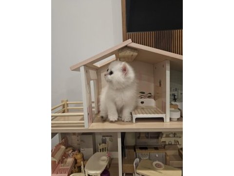 British shorthair ny12 33 dişi kedimiz