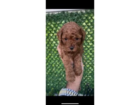 Kore erkek too poodle yavrumuz