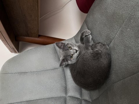 Erkek yavrumuz ücretsiz sahiplendirilecek
