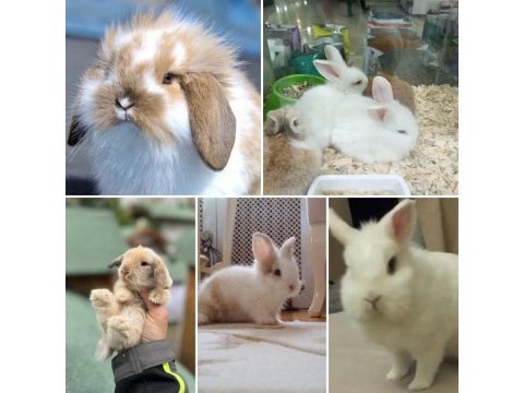 Şirin teddy hollanda lop tavşan yavruları adana