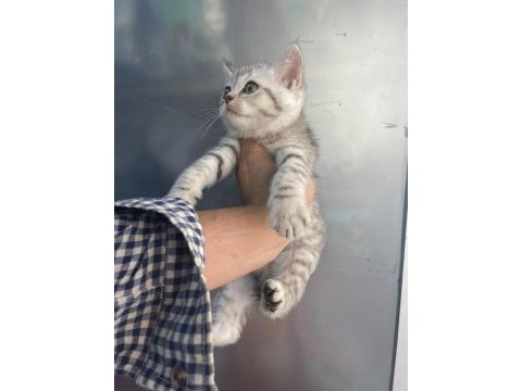 Erkek british shorthair