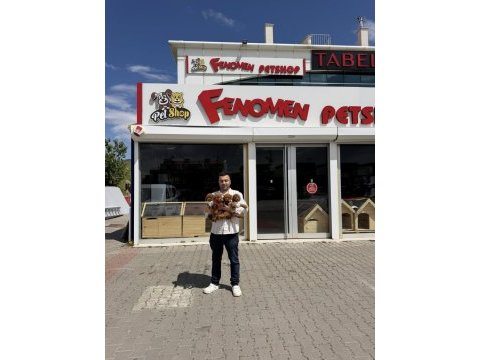 Kaliteeeeee arayanlara maltipoo yavrular ankara mağazamzda