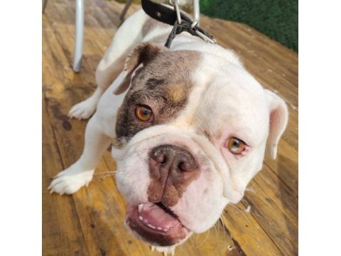 İngiliz bulldog - aman allah ım bana mı bakıyorsun!
