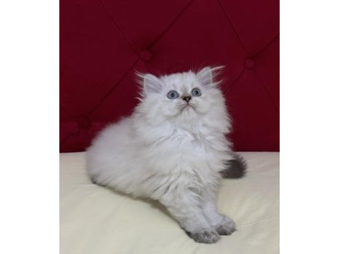 Aşılı ve karneli safkan british longhair erkek yavru