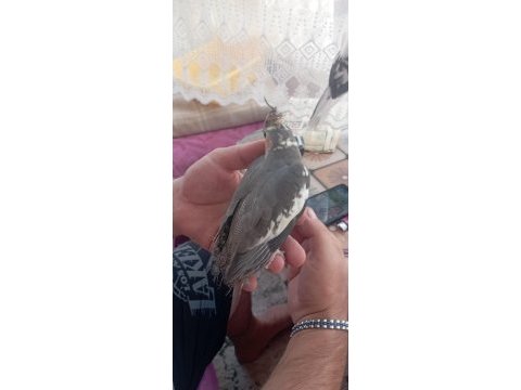 Bir buçuk aylık ve 4 aylık sultanlar mevcut