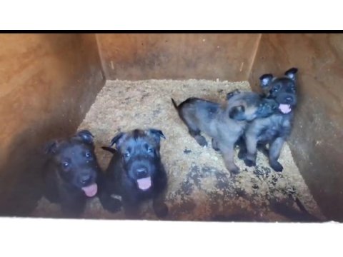 Kusursuz malinois bebekler