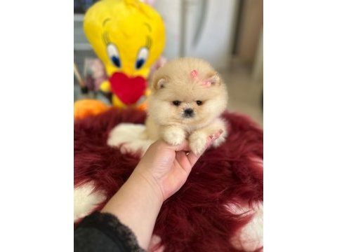 Mini boy prenses pomeranian