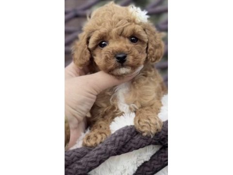 Toy poodle köpeği