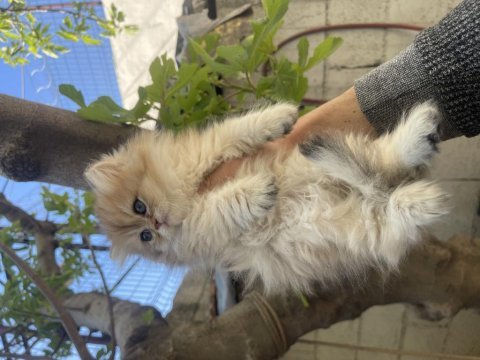 Anne baba şecereli safkan golden british longhair