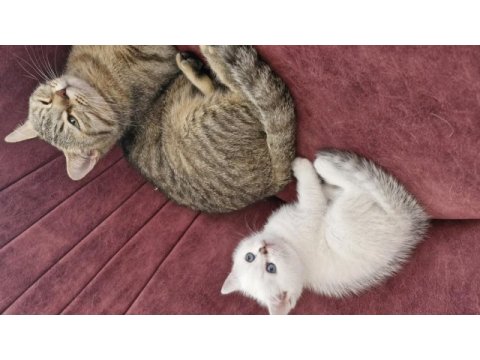 Ücretsiz dişi kedimiz bursa