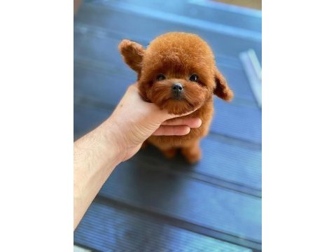 Teacup korekan koyu renk yavrularımız