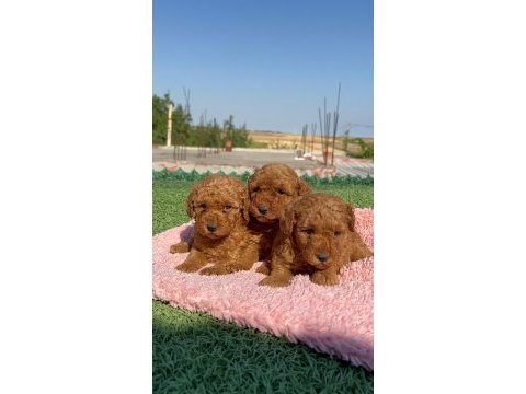Toy poodle bebek köpekler