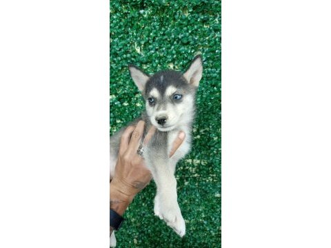 Anne altından safkan husky yavruları