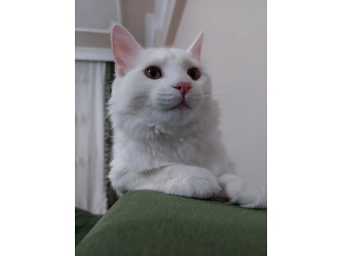 Chinchilla van kedisi kırması