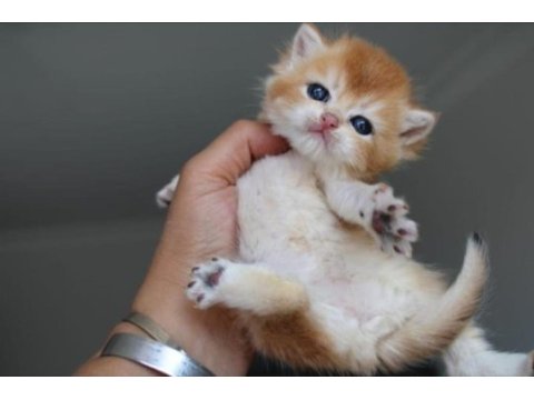 British shorthair kedisi