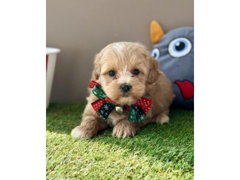 Maltipoo ruhsatlı çiftlikten garantili yavrular
