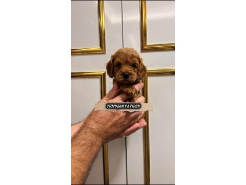 Red toy poodle