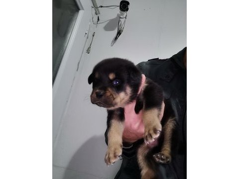 Rottweiler yavruları