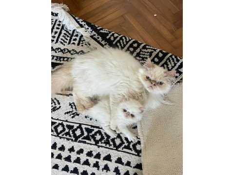 Saf kanlı red point himalayan kedisi