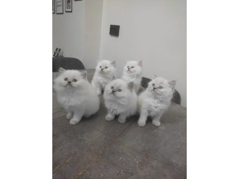 Minik british longhair yavrularımıza yuva arıyoruz