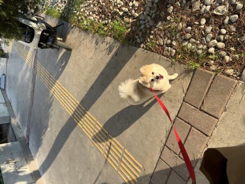 Pomeranian güzel ve temiz bir hayvan