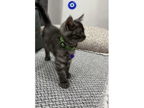 Black smoke british shorthair