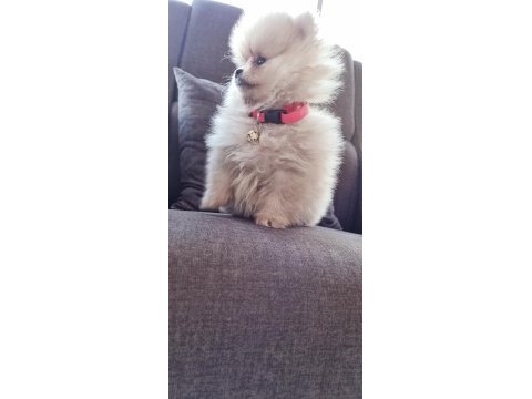 550 gr teacup pomeranian