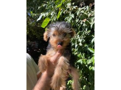Terrier yavrularımız