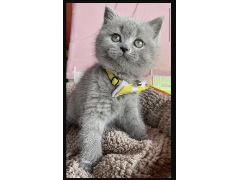Dünya tatlısı ayı kafa yavru british shorthair