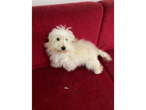 5 aylık maltipoo yavrumuza yuva arıyoruz aşıları tam