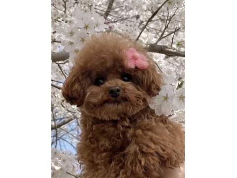 Toy poodle köpeğimiz