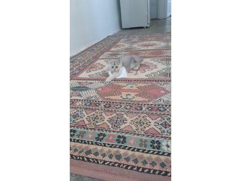 4 aylık erkek british longhair