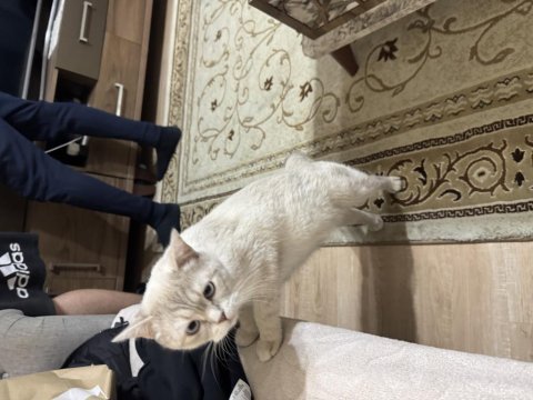 Safkan british longhair yavrularımız