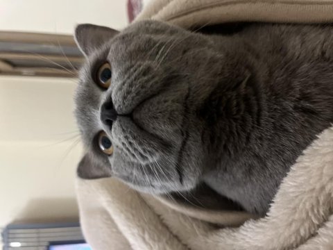 Erkek british shorthair
