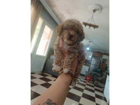 Uyguna toy poodle