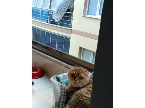 Golden scottish fold