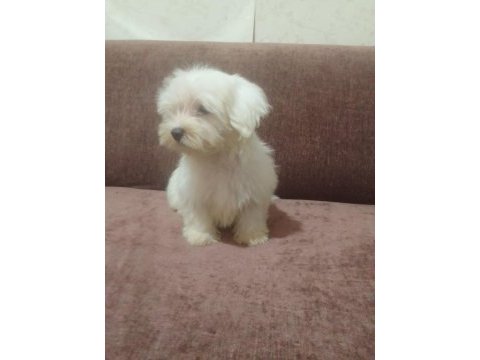 Maltese terrier yavrular