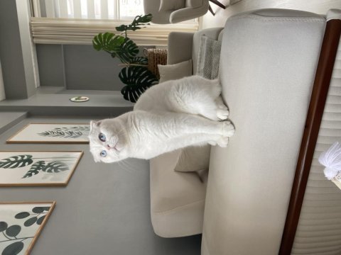 Ücretsiz scottish fold 5 yaşında