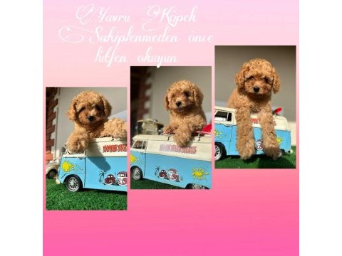 Maltipoo f2 f1 doğru jenerasyon tüy dökmez orjinal