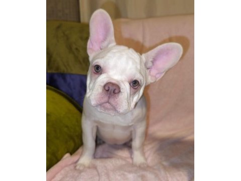 Aşılı ısabella ve fluffy taşıyıcı french bulldog kızlar