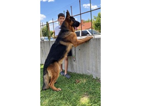 Safkan siyah alman çoban köpeği