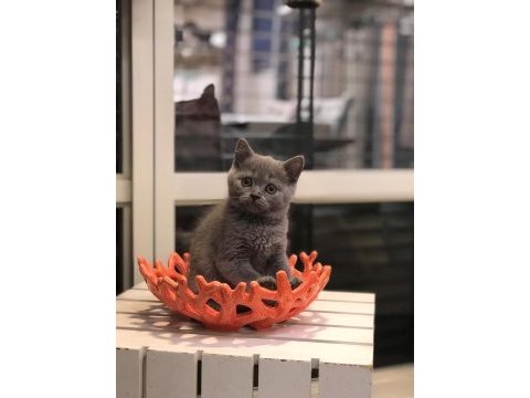Brıtısh shorthair gri yavrular