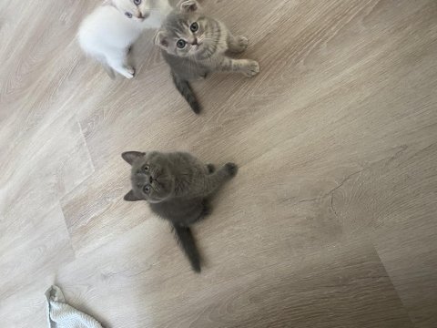 16 günlük pamuk gibi kediler sahiplenmeyi bekliyor