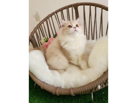 Golden british longhair güzeller güzeli̇ yavrular
