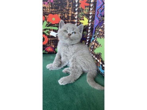 Gri ayı kafa yavru kedimiz