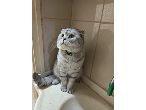 4 yaşında akıllı eğitimli scottish fold