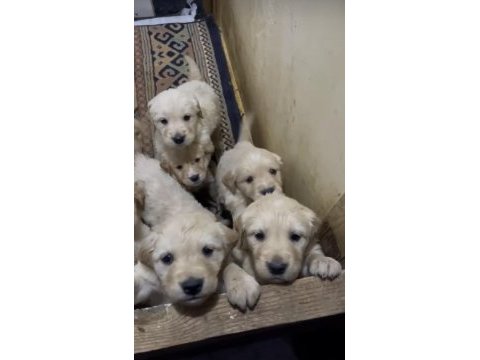 A kalite ırk sağlık garantili golden retriever yavrular