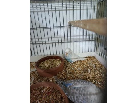 Show muhabbet kuşu bebekler yeni yuvalarını bekliyor