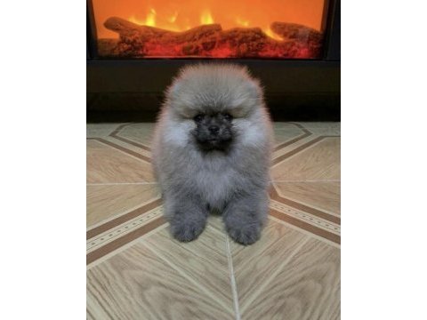 Teddy bear pomeranian boo yavrularım