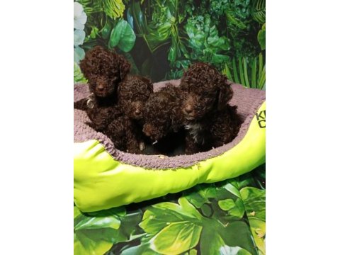Irk ve sağlık garanti lagotto yavrularımuz